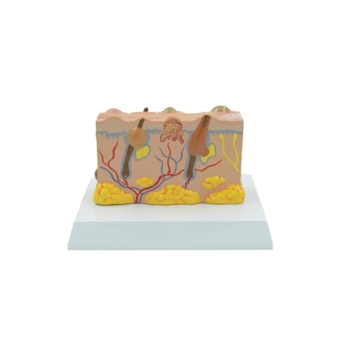 1pc menschliche pathologische Haut Anatomie Modell Schönheit Kunststoff Demonstration Ausrüstung medizinische Wissenschaft Lehrmittel von Huhpa