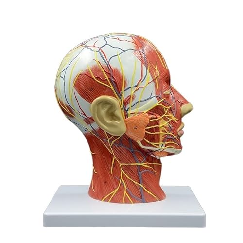 1pc menschlicher Kopf mit Muskeln und Nerven Blutgefäß Gehirn Anatomie Mundhöhle Rachen Anatomisches Modell Schädel Gesicht Muskel Lebensgröße von Huhpa