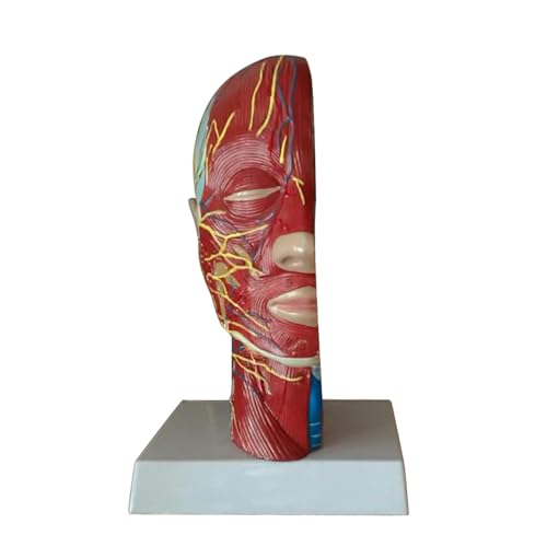 1pc menschliches Kopf-Hals-Muskel-Nerven-Modell medizinisches anatomisches Modell von Huhpa