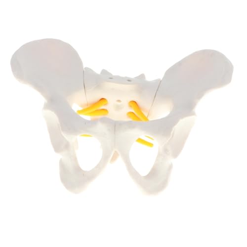 1pc weibliches Beckenskelett anatomisches Modell Wissenschaft Klassenzimmer Studie Display von Huhpa