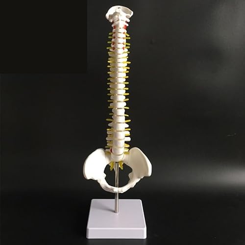1set 45CM Menschliche Wirbelsäule Mit Becken Modell Menschliche Anatomische Anatomie Wirbelsäule Medizinische Modell A/B Stil Schule medizinische Lehre Liefert(A) von Huhpa