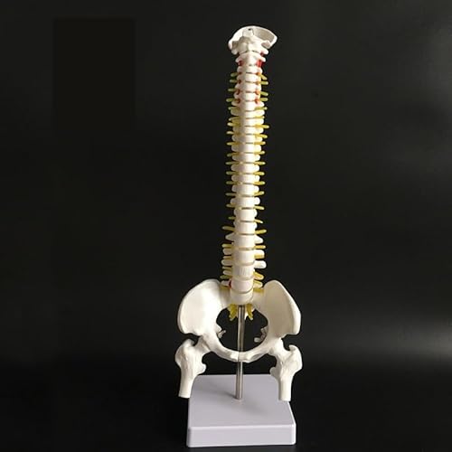 1set 45CM Menschliche Wirbelsäule Mit Becken Modell Menschliche Anatomische Anatomie Wirbelsäule Medizinische Modell A/B Stil Schule medizinische Lehre Liefert(B) von Huhpa