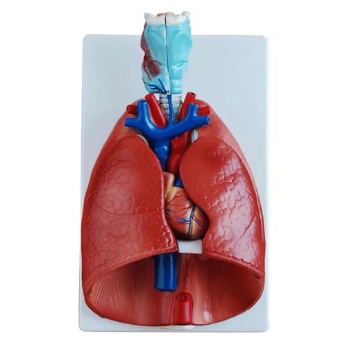 1set Anatomisches Modell des menschlichen Kehlkopfes, des Herzens und der Lunge, medizinische Brust-/Halsanatomie 1set Anatomisches Modell des menschlichen Kehlkopfes, des Herzens und der Lunge, medizinische Brust-/Halsanatomie von Huhpa