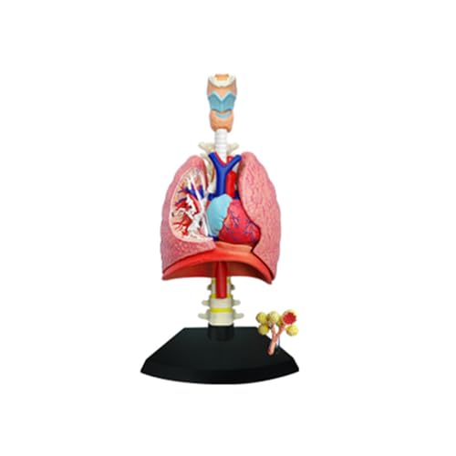 1set Lunge 4d Master Puzzle Zusammenbau Menschlichen Körper Organ Anatomisches Modell Medizinische Lehr Modell von Huhpa
