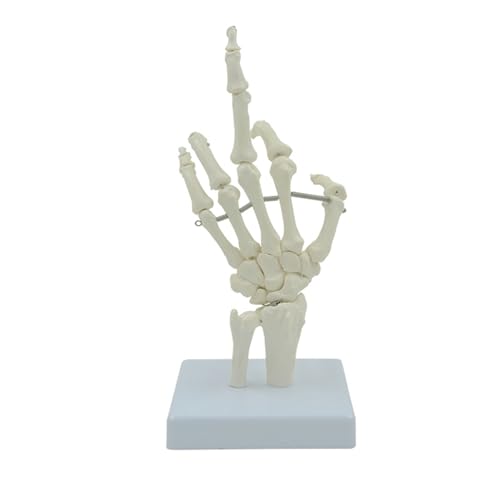 1set Menschliche Hand Skelett Modell Hand Knochen Mit Basis for Anatomie Studie Medizinische Vorlesungen von Huhpa
