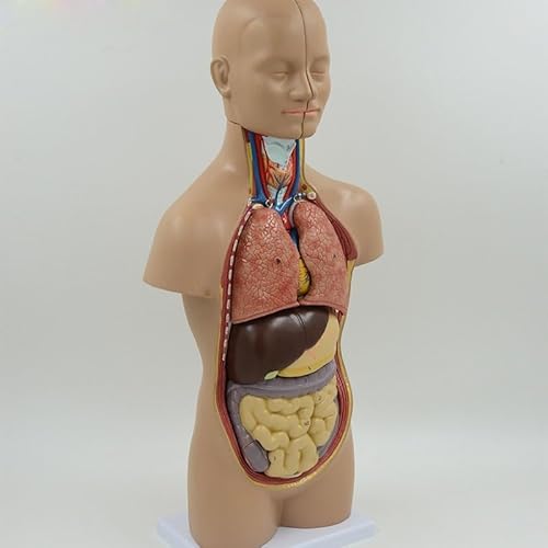 1set Menschliches Anatomisches Modell Torso Körper Struktur Interne Organe Gehirn Herz Leber Magen Niere Harnsystem Kinder Studie Werkzeug von Huhpa