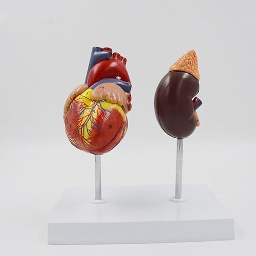 1set Menschliches Herz Und Niere Modell Zirkulation System Anatomisches Modell Abnehmbare Herz Anatomie Medizinische Werkzeug Pädagogische Ausrüstung von Huhpa