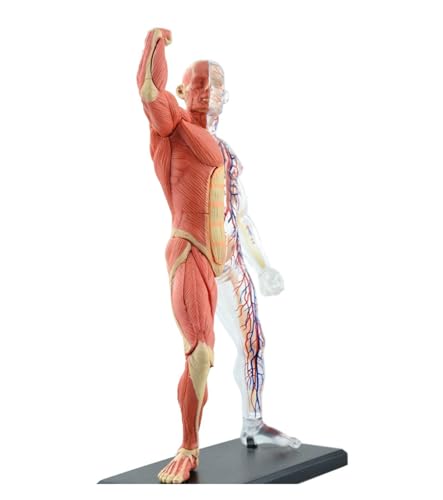 46 Stück Zusammengebautes Menschliches Muskelanatomiemodell, Anatomisches Modell, Medizinisches Modell, Menschliche Anatomie, Transparenter Körper, Medizinische Wissenschaftsversorgung von Huhpa