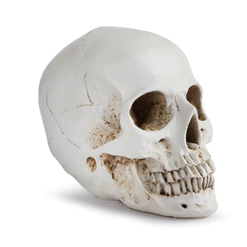Menschlicher Kopf-Schädel-Statue for Heimdekoration, Harzfiguren, Halloween-Dekoration, Skulptur, medizinische Lehre, Skizzenmodell, Kunsthandwerk Menschlicher Kopf-Schädel-Statue for Heimdekoration, Harzfiguren, Halloween-Dekoration, Skulptur, medizinische Lehre, Skizzenmodell, Kunsthandwerk von Huhpa