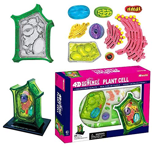 Pflanzenzelle Anatomisches Modell Abnehmbar 26 Teile Zellmodell Medizinisches Lehrmodell - für die Schule Medizinisches Lehrdisplay Werkzeug Laborausrüstung, Zusammenbau von 3D-Puzzles von Huili