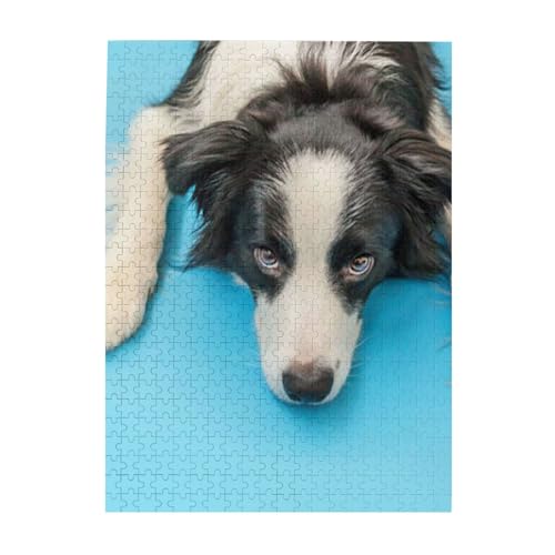 Puzzle 500 Teile für Erwachsene Familien Puzzlespiel für die ganze Familie Anspruchsvolle Puzzles,Lustiger Welpe Border Collie Auf Blauem Hintergrund Puzzle 500 Teile für Erwachsene Familien Puzzlespiel für die ganze Familie Anspruchsvolle Puzzles,Lustiger Welpe Border Collie Auf Blauem Hintergrund von Hyaszst