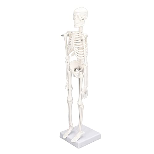 Mini Menschliches Skelettmodell mit Beweglichen Armen und Beinen, Detaillierte Untersuchung des Skelettsystems Skelettmodell für Medizinstudenten und Künstler, Großartige Mini Menschliches Skelettmodell mit Beweglichen Armen und Beinen, Detaillierte Untersuchung des Skelettsystems Skelettmodell für Medizinstudenten und Künstler, Großartige von Hyuduo