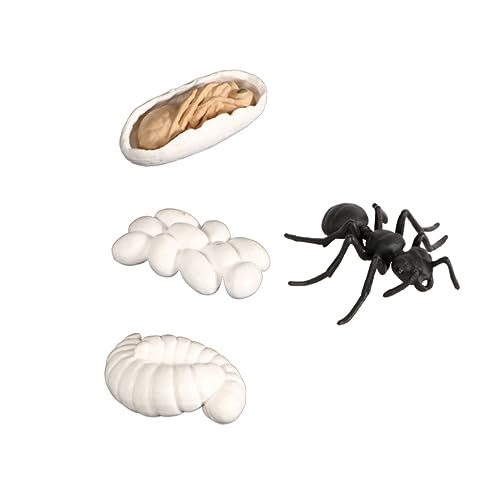 IMIKEYA 1 Satz Ant -Figur -Dekorationen Lebenszyklus-Kit Unterrichtszubehör für Lebenszyklus Lebenszyklusmodelle Lebenszyklus der Ameise Tiermodell Tierschmuck von IMIKEYA