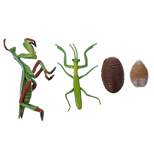 IMIKEYA 1 Satz Mantis Lebenszyklus Modell Realistische Phasen Figur für Lernspielzeug für Pädagogisches Insektenmodell Kreativität von IMIKEYA