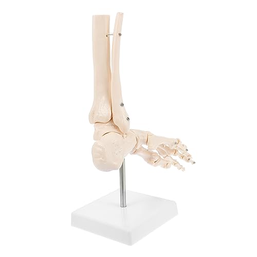IMIKEYA 1 Stück Fußskelettmodell Anatomisches Fußgelenkmodell für Medizinische Studien Knöcherne für Lehrzwecke und Patientenschulung IMIKEYA 1 Stück Fußskelettmodell Anatomisches Fußgelenkmodell für Medizinische Studien Knöcherne für Lehrzwecke und Patientenschulung von IMIKEYA