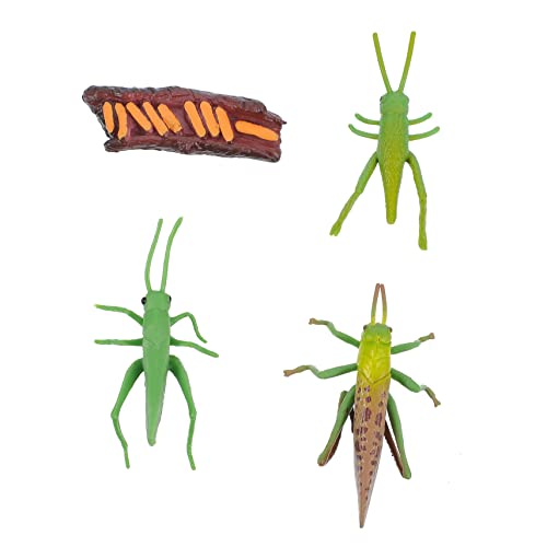 IMIKEYA 1Satz Insektenwachstumszyklusmodelle Figuren für Kreativität und Lernen Tischdekoration oder Lehrhilfe Realistische Simulation IMIKEYA 1Satz Insektenwachstumszyklusmodelle Figuren für Kreativität und Lernen Tischdekoration oder Lehrhilfe Realistische Simulation von IMIKEYA