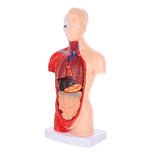 IMIKEYA 1Satz Menschliches Dissectionsmodell mit Abnehmbaren Inneren Organen Anatomiemodell für Medizinische Ausbildung für Gesundheitsunterricht Lehrreiche Darstellung IMIKEYA 1Satz Menschliches Dissectionsmodell mit Abnehmbaren Inneren Organen Anatomiemodell für Medizinische Ausbildung für Gesundheitsunterricht Lehrreiche Darstellung von IMIKEYA