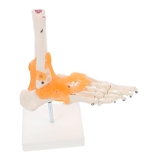 IMIKEYA 1Stück Lebensgroßes Fußgelenkmodell mit Flexiblen Bändern Anatomisches Lehrmittel für Medizinische Ausbildung Wissenschaftliche Zwecke aus Hochwertigem Detailgetreu IMIKEYA 1Stück Lebensgroßes Fußgelenkmodell mit Flexiblen Bändern Anatomisches Lehrmittel für Medizinische Ausbildung Wissenschaftliche Zwecke aus Hochwertigem Detailgetreu von IMIKEYA