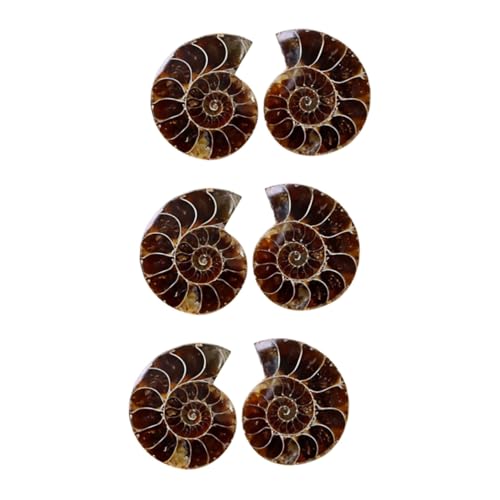 IMIKEYA 3 Sätze Kreative Ammoniten Fossilien Dekorative Lehrmaterialien Für Schüler Sammlerstücke Opp Verpackung Für Wissenschaftsunterricht Und Dekoration 2 Stück * 3 IMIKEYA 3 Sätze Kreative Ammoniten Fossilien Dekorative Lehrmaterialien Für Schüler Sammlerstücke Opp Verpackung Für Wissenschaftsunterricht Und Dekoration 2 Stück * 3 von IMIKEYA