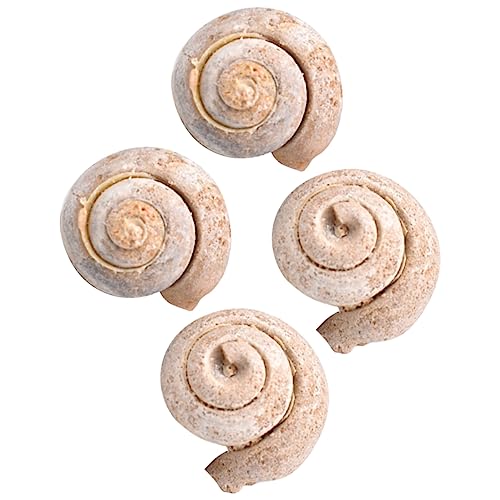 IMIKEYA 4Stücke Schneckenfossil Paläontologie Ornamente für Dekoration und Unterricht Wissenschaftliche Lehrmittel für Fossilienliebhaber IMIKEYA 4Stücke Schneckenfossil Paläontologie Ornamente für Dekoration und Unterricht Wissenschaftliche Lehrmittel für Fossilienliebhaber von IMIKEYA