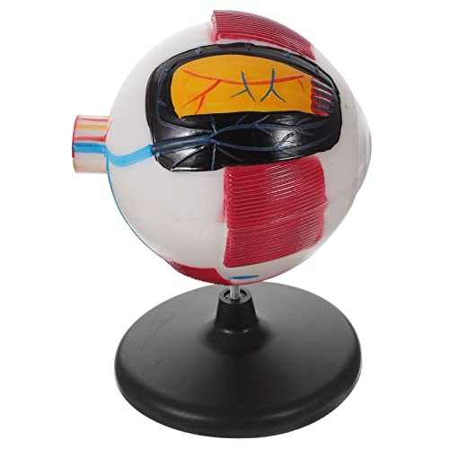 IMIKEYA Anatomisches Modell Realistisches Augenmodell Menschlich Pädagogische Augenfigur Anatomie -Figur Studienmodell Anatomie -Modelle Genaue Augapfelmodelle Anatomiemodell Plastik IMIKEYA Anatomisches Modell Realistisches Augenmodell Menschlich Pädagogische Augenfigur Anatomie -Figur Studienmodell Anatomie -Modelle Genaue Augapfelmodelle Anatomiemodell Plastik von IMIKEYA