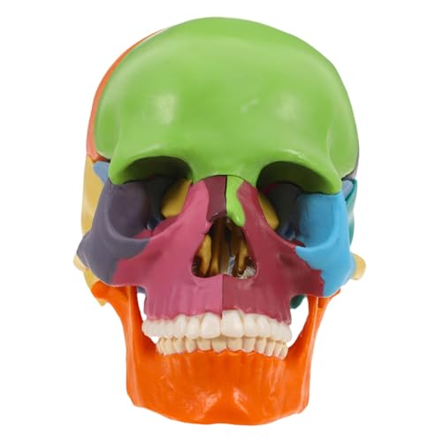 IMIKEYA Anatomisches Schädelmodell mit Abnehmbaren Sektionen Bunte Anatomiefigur für Medizinische und für Lehr und Forschungszwecke Langlebig und Robust IMIKEYA Anatomisches Schädelmodell mit Abnehmbaren Sektionen Bunte Anatomiefigur für Medizinische und für Lehr und Forschungszwecke Langlebig und Robust von IMIKEYA