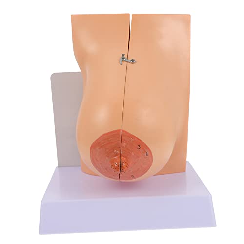IMIKEYA Anatomisches Weibliches Brustmodell Medizinisch Flexibel Langlebig Bruststrukturmodell für Unterricht Pflege und Training in Labor Schule Anschauliche Demonstration von IMIKEYA