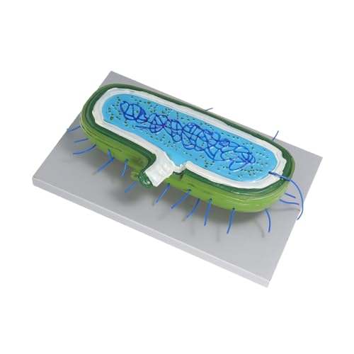 IMIKEYA Enlarged Animal Cell Model mit Nucleus Buildable Zellstruktur-kit für Biologieunterricht Robustes Lernspielzeug für Schule Studium Interaktive Wissenschaftserfahrung von IMIKEYA