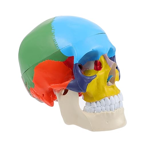 IMIKEYA Human Skull Head Modell Farbiges Medizinisches Schädelmodell Anatomisches Lehrmodell für Universitäten und Pflege Zerlegbar für Physiologie und Anatomieunterricht IMIKEYA Human Skull Head Modell Farbiges Medizinisches Schädelmodell Anatomisches Lehrmodell für Universitäten und Pflege Zerlegbar für Physiologie und Anatomieunterricht von IMIKEYA
