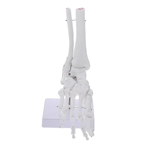 IMIKEYA Lebensgroßes Anatomisches Fußgelenkmodell aus Hochwertigem Plastisches Skelettmodell Des Menschlichen Fußes für Medizinische Ausbildung Orthopädische Patientenaufklärung und IMIKEYA Lebensgroßes Anatomisches Fußgelenkmodell aus Hochwertigem Plastisches Skelettmodell Des Menschlichen Fußes für Medizinische Ausbildung Orthopädische Patientenaufklärung und von IMIKEYA