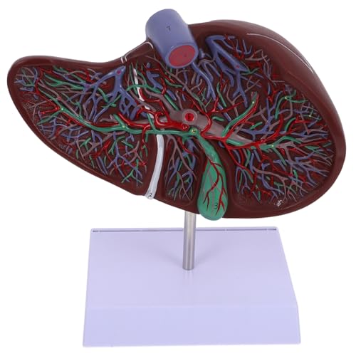 IMIKEYA Menschliches Anatomisches Modell mit Basis Medizinisches Lehrmodell für Realistische Darstellung Menschlichen Leberstruktur für Unterricht IMIKEYA Menschliches Anatomisches Modell mit Basis Medizinisches Lehrmodell für Realistische Darstellung Menschlichen Leberstruktur für Unterricht von IMIKEYA