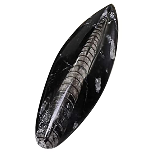 IMIKEYA Ocean Orthoceras Sammlung Naturwissenschaftliches Lehrmaterial für Kreative Gestaltung Schreibtischornament und Mineralien Kit für Bildung IMIKEYA Ocean Orthoceras Sammlung Naturwissenschaftliches Lehrmaterial für Kreative Gestaltung Schreibtischornament und Mineralien Kit für Bildung von IMIKEYA