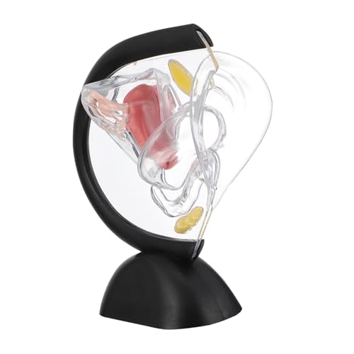 IMIKEYA Transparentes Uterusmodell aus Anatomisches Lehrmittel für Medizinische Ausbildung Uterusstruktur Unzerbrechlich Pflegeleicht IMIKEYA Transparentes Uterusmodell aus Anatomisches Lehrmittel für Medizinische Ausbildung Uterusstruktur Unzerbrechlich Pflegeleicht von IMIKEYA