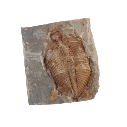 IMIKEYA Trilobiten Sammlung Echte Trilobiten Steine für Unterrichtszwecke und Detailreich für Biologieprojekte und Sammlungen Sicher und Langlebig IMIKEYA Trilobiten Sammlung Echte Trilobiten Steine für Unterrichtszwecke und Detailreich für Biologieprojekte und Sammlungen Sicher und Langlebig von IMIKEYA