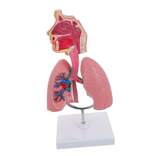 1 Stück Medizinisches Lungenmodell für Atemweg Modell Anatomisches Hilfsmittel für Studenten Kreatives Design Leicht zu Identifizieren für Lernzwecke Einsatz Laboren 1 Stück Medizinisches Lungenmodell für Atemweg Modell Anatomisches Hilfsmittel für Studenten Kreatives Design Leicht zu Identifizieren für Lernzwecke Einsatz Laboren von INOOMP