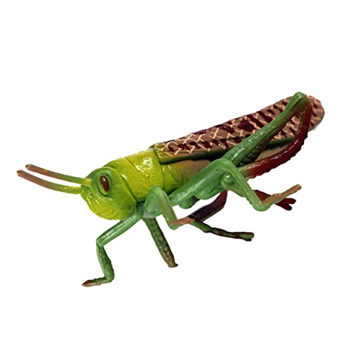 INOOMP 1 Stück Heuschrecken-Modell Simulation Heuschreckenmodell Outdoor - im Freien spielzeuge Insektenfiguren Modell Figur realistisches insektenspielzeug Plastik Grün von INOOMP