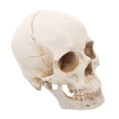 INOOMP Abnehmbar Lebensgroßes Menschliches Schädelmodell für Anatomieunterricht Medizinische Ausbildung und Ausstellung INOOMP Abnehmbar Lebensgroßes Menschliches Schädelmodell für Anatomieunterricht Medizinische Ausbildung und Ausstellung von INOOMP