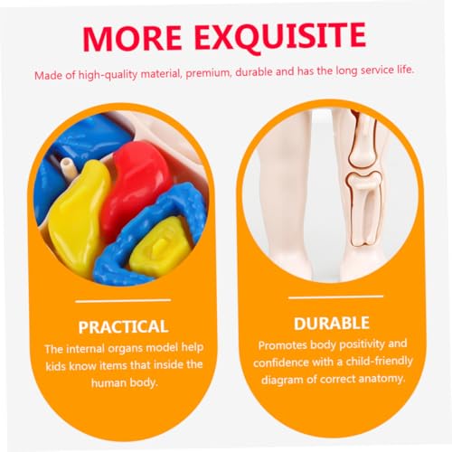 INOOMP Anatomie Lernspielzeug Menschliches Körpermodell DIY Montageset für Vorschule Frühpädagogik Unterrichtshilfe Hand auge koordination und Kognitivem Wachstum von INOOMP