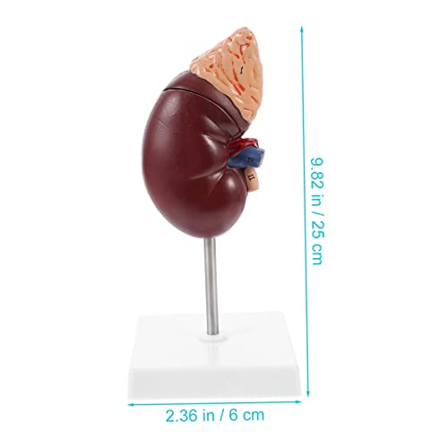 INOOMP Anatomisches Nierenmodell mit Nebenniere Halbierbar für Innenstrukturen Ständer Lehrmodell für Schule und Medizin Human Kidney Prop für Anatomieunterricht von INOOMP
