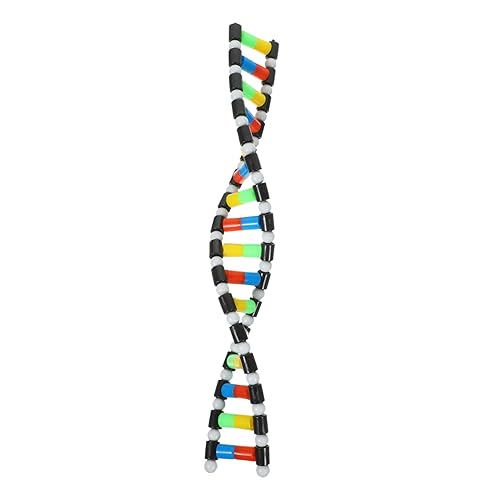 INOOMP Biologische Lehrmittel Modell Lernspielzeug Molekül Modellierungssatz Wissenschaftsmodelle Biologie Doppelhelix Modell Biologie Modell Präsentieren Modell Von Für Doppelhelix INOOMP Biologische Lehrmittel Modell Lernspielzeug Molekül Modellierungssatz Wissenschaftsmodelle Biologie Doppelhelix Modell Biologie Modell Präsentieren Modell Von Für Doppelhelix von INOOMP