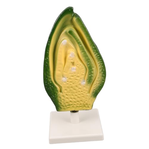 INOOMP Samenembryo -Modell Biologie-lehrmittel Modell Der Pflanzenzellanatomie Pflanzenzellmodell Frühes Lehrspielzeug Versuchswissenschaft Und Bildungsmittel Plastik INOOMP Samenembryo -Modell Biologie-lehrmittel Modell Der Pflanzenzellanatomie Pflanzenzellmodell Frühes Lehrspielzeug Versuchswissenschaft Und Bildungsmittel Plastik von INOOMP