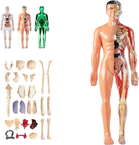 Klares Modell der menschlichen Körperstruktur, 29-teiliger 3D-Anatomie-Skelett-Modellbausatz, selbst zusammengebaute abnehmbare Knochen, for lehrreichen Studium des.(Translucent,1PC) von INSDHCCHD