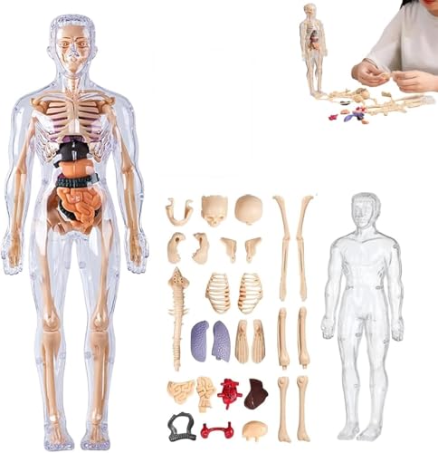 Klares Modell der menschlichen Körperstruktur, 29-teiliges 3D-Anatomiefiguren-Set mit Anleitung, for Studium des menschlichen Skeletts und Organmodells.(Clear,2PC) von INSDHCCHD