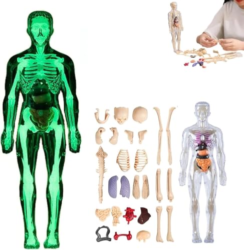 Klares Modell der menschlichen Körperstruktur, 29-teiliges 3D-Anatomiefiguren-Set mit Anleitung, for Studium des menschlichen Skeletts und Organmodells.(Luminous,1PC) von INSDHCCHD