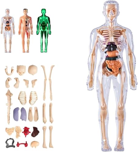 Klares Modell der menschlichen Körperstruktur, selbst zusammengebaute abnehmbare Organe und Knochen, 29-teiliger 3D-Anatomie-Skelett-Modellbausatz, mit Anleitung, for Lernen.(Clear,1PC) von INSDHCCHD
