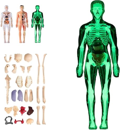 Klares Modell der menschlichen Körperstruktur, selbst zusammengebaute abnehmbare Organe und Knochen, 29-teiliger 3D-Anatomie-Skelett-Modellbausatz, mit Anleitung, for Lernen.(Luminous,2PC) von INSDHCCHD