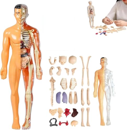 Klares Modell der menschlichen Körperstruktur, selbst zusammengebaute abnehmbare Organe und Knochen, 29-teiliges 3D-Figuren-Set mit Anleitung, for lernende Schüler und Kinder.(Translucent,2PC) von INSDHCCHD