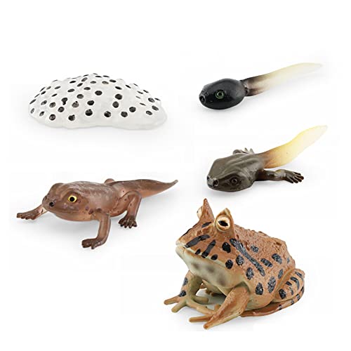ISAKEN Lebenszyklus Frosch, Simulation Tierwachstumszyklus Modell Tierfiguren Spielzeug, Tiere Lebenszyklus Figuren Wachstumszyklus Frosch Modell Pädagogische Lernspielzeug für Kinder von ISAKEN