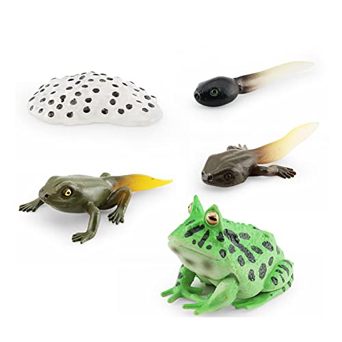 ISAKEN Lebenszyklus Frosch, Simulation Tierwachstumszyklus Modell Tierfiguren Spielzeug, Tiere Lebenszyklus Figuren Wachstumszyklus Frosch Modell Pädagogische Lernspielzeug für Kinder von ISAKEN
