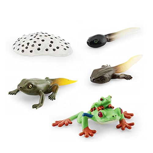 ISAKEN Lebenszyklus Frosch, Simulation Tierwachstumszyklus Modell Tierfiguren Spielzeug, Tiere Lebenszyklus Figuren Wachstumszyklus Frosch Modell Pädagogische Lernspielzeug für Kinder von ISAKEN